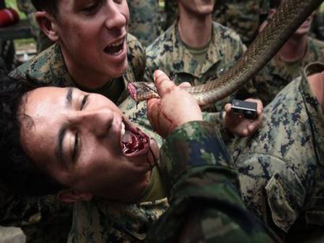 Soldados bebem sangue de cobra em exercício de sobrevivência