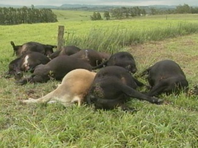 Vacas morrem após queda de postes durante temporal