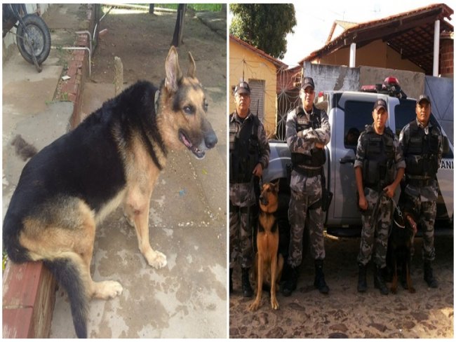 Bradock: Canil da Polícia Militar do Piauí perde cão policial de 14 anos
