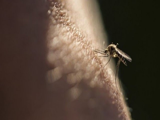 Três casos de malária são confirmados em Miguel Alves
