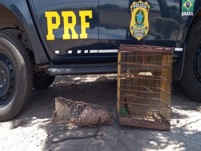 Jovem é autuado por transporte ilegal de animais silvestres em Passagem Franca do Piauí