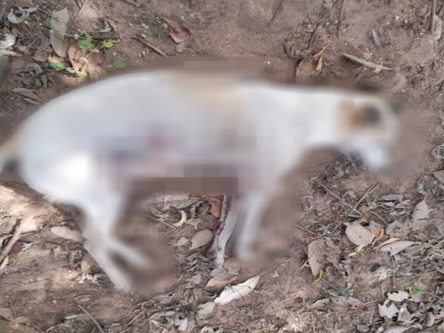 Idoso é preso suspeito de matar cachorra de vizinho com um tiro de espingarda no Piauí