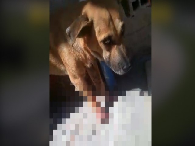 Família registra cachorro ferido e sangrando após ser esfaqueado por homem em Teresina