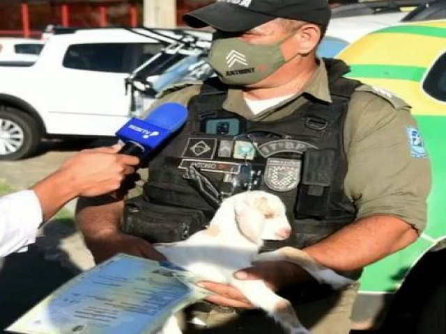 Menores são apreendidos por furtar animais para trocar por drogas no Piauí