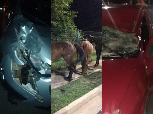 Cavalos fogem da Expoapi e causam acidentes na BR-343 em Teresina