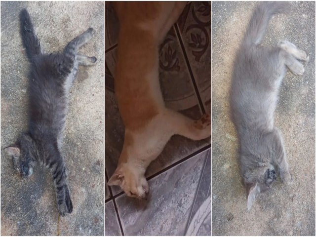 Gatos são mortos por envenenamento e causa revolta em cidade do Piauí