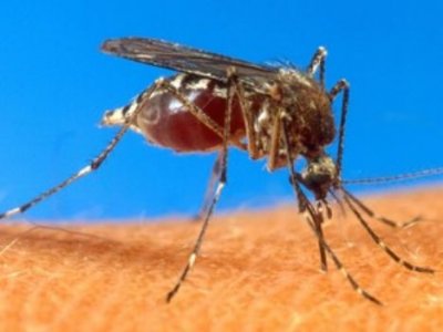 SMS discute Plano de Contingência da Dengue