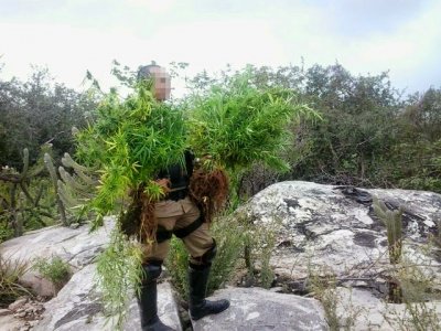Policiais militares erradicam mais de 4 mil pés de maconha na zona rural de Paulo Afonso