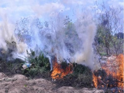  Polícia erradica 300 mil pés de maconha e destrói 78 plantios
