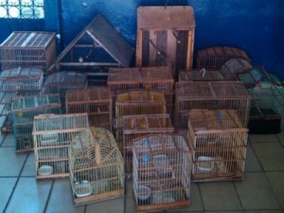 Animais silvestres são apreendidos pela polícia em Taquaritinga do Norte