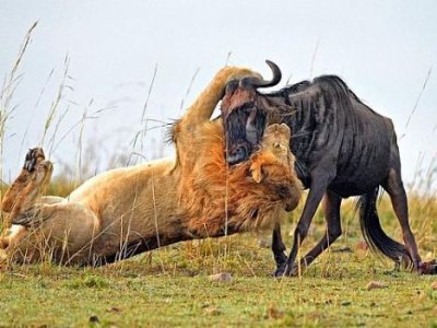 Ataque certeiro de leão mata gnu em menos de um minuto