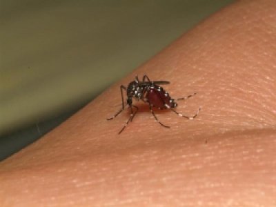 Dados do Ministério da Saúde apontam que Alagoas não apresenta casos de febre Chikungunya