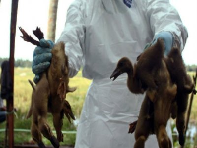 Canadá sacrifica 146 mil aves contra gripe aviária