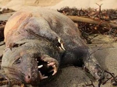 Criatura misteriosa é encontrada em praia após tempestade na Califórnia