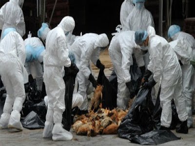 Japão ordena abate de mais 37 mil frangos devido a novo surto de gripe aviária