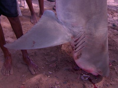 Pescador captura tubarão na orla de Casa Caiada, em Olinda