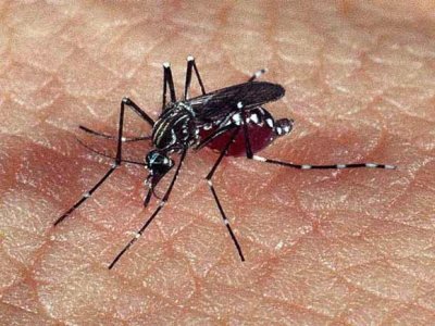 Dengue sobe 150% em PE; oito locais do Agreste e Sertão estão em alerta