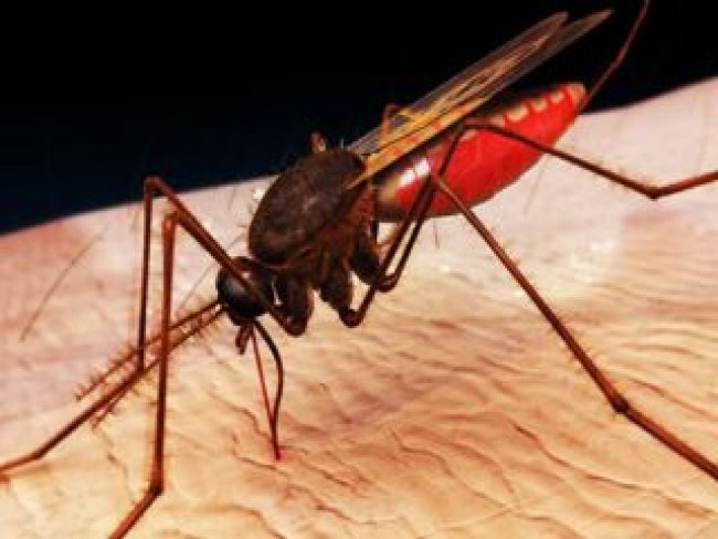 Diretor de Vetores da Sesau diz que há transmissor da malária em Alagoas