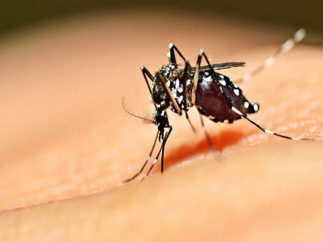 Dengue avança, e país atinge 746 mil casos da doença
