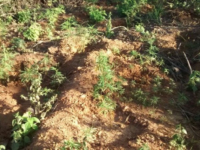 Polícia erradica plantação de maconha em Santa Maria da Boa Vista