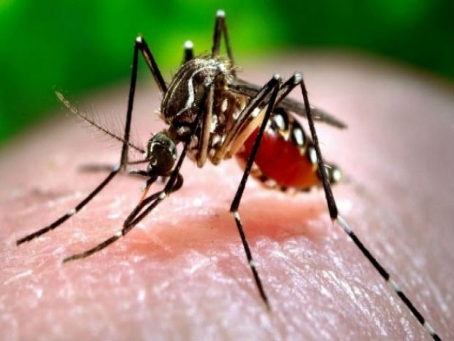 Governo do Maranhão confirma primeiro caso de zica vírus