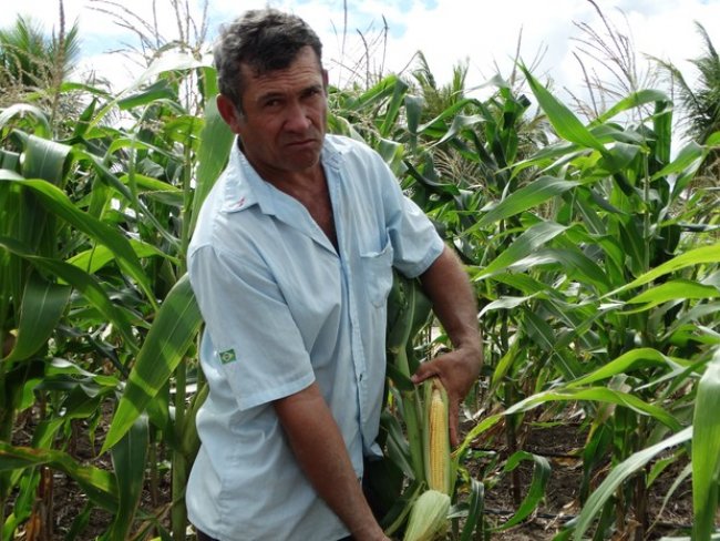 Produção de milho verde cai 30% por conta da estiagem, em Passira, PE