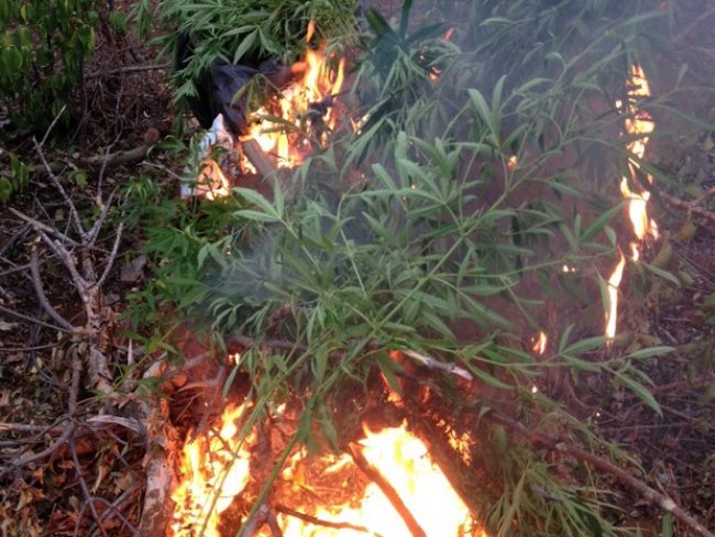 Plantio de maconha é erradicado em Carnaubeira da Penha