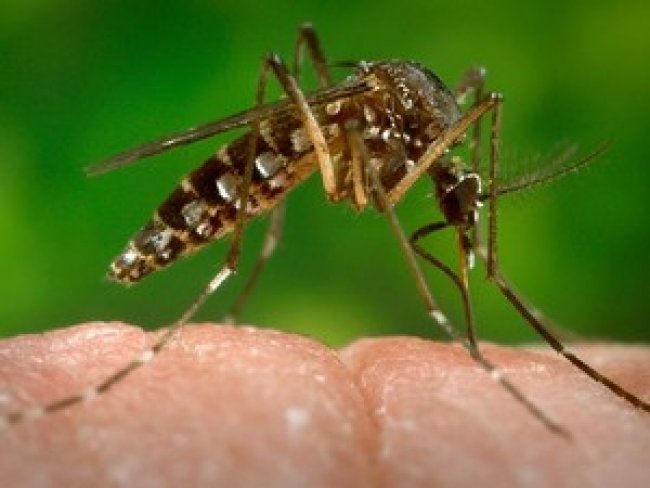 Pernambuco registra primeiros casos de chikungunya contraídos no estado