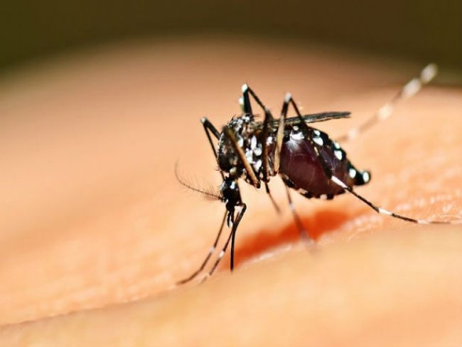 Crise faz cidades reduzirem combate à dengue, mesmo com risco de novo surto