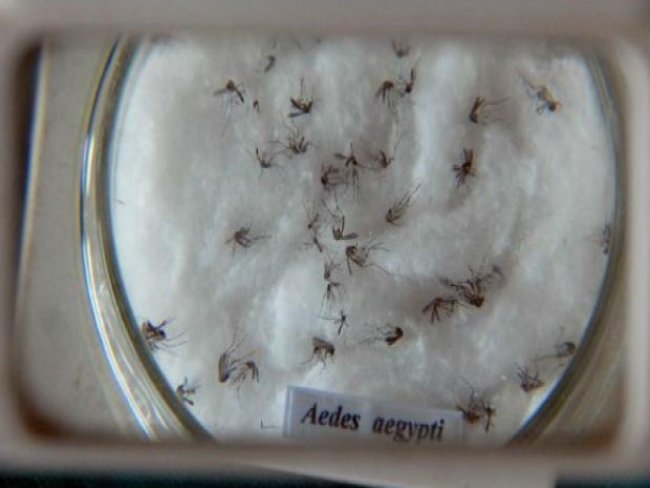 Aedes aegypti: Governo federal coloca Exército à disposição de Pernambuco