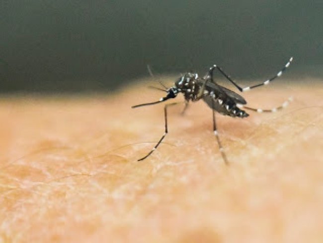 El Niño ajudará a espalhar zika que pode levar a 4 milhões de casos, diz OMS