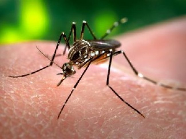 Doenças transmitidas pelo Aedes aegypti são mais graves em idosos