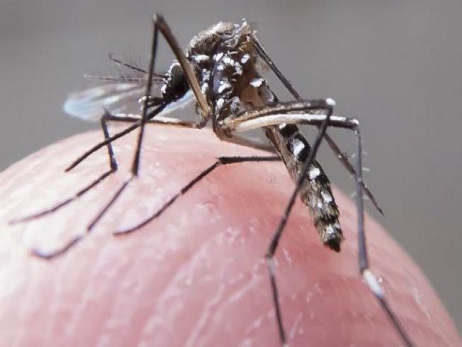 Ministério confirma a 3ª morte por zika e amplia dúvidas sobre alcance do vírus