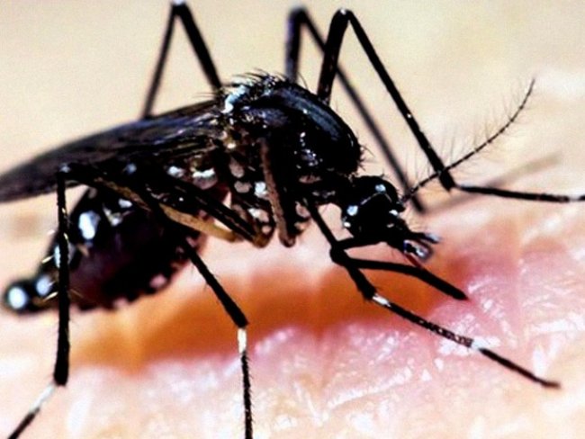 Pernambuco investiga 64 possíveis mortes por dengue neste ano