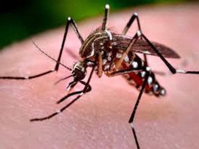 Zika: EUA aceita testes com mosquitos geneticamente modificados