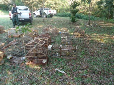 Policias militar e civil participam de operao em combate a crimes ambientais