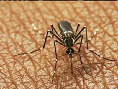 Vacina da dengue pode estar disponvel no mercado j em 2015