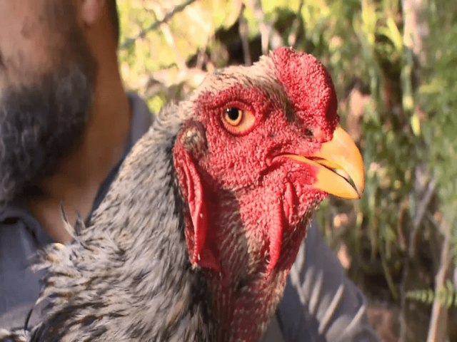 VDEO: Criao de galos gigantes que medem mais de 1 metro no ES chama a ateno; aves so vendidas por R$ 6 mil e ovos por at R$ 1 mil