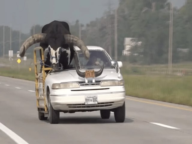 Touro gigante viaja em banco de passageiro nos EUA e carro  parado pela polcia; veja VDEO