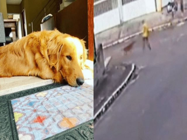 Vdeo mostra momento da confuso entre cachorro e policial que acabou em tragdia; assista