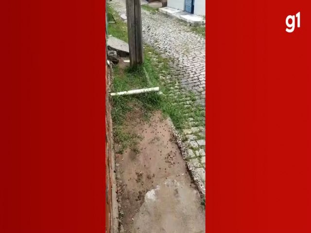 VÍDEO: centenas de filhotes de sapos são encontrados em bairro residencial após chuvas na Bahia