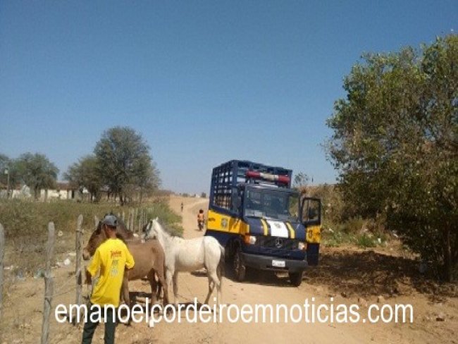 PRF recolhe mais de 100 animais das rodovias no serto pernambucano, inclusive em Parnamirim