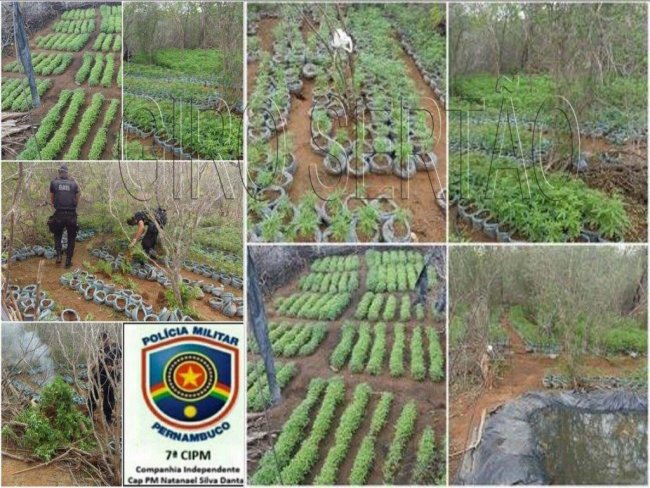 Erradicao de plantao de Maconha em Santa Maria da Boa Vista-PE