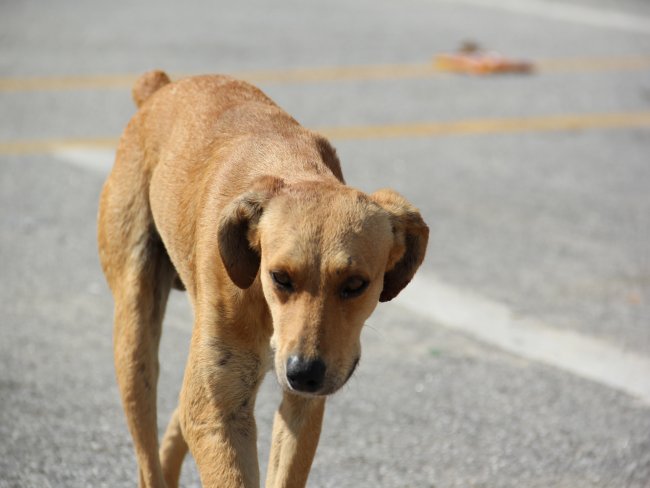 Nmero de cachorros abandonados pelas ruas de Salgueiro  alarmante