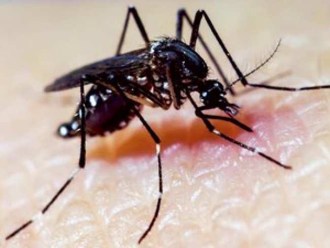  No Serto de PE, Araripina  a cidade mais infestada pelo Aedes Aegypti e Serrita est em em condies satisfatrias