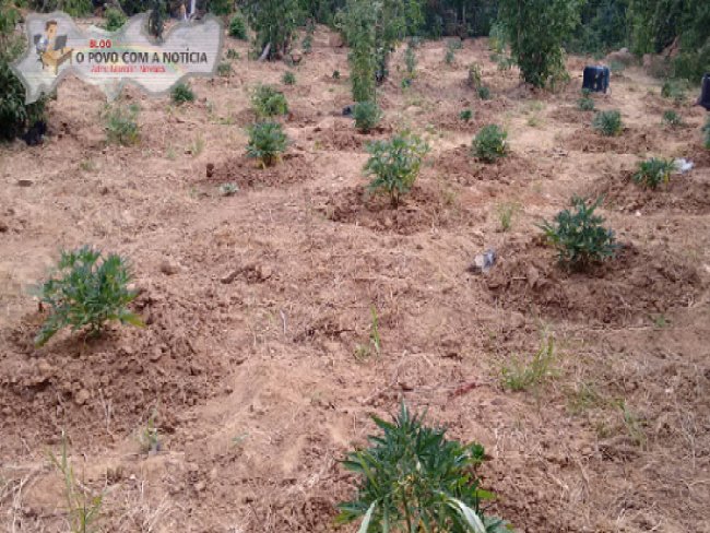 Policiais Civis erradicam roa de maconha na zona rural de Floresta, no Serto de PE