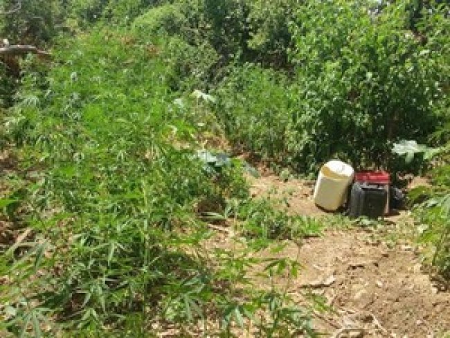 Polcia erradica mais de mil ps de maconha em Santa Maria da Boa Vista