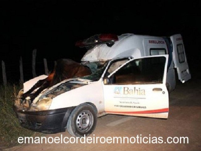 Motorista sobrevive ao atropelar cavalo e animal entrar por para-brisa na Bahia