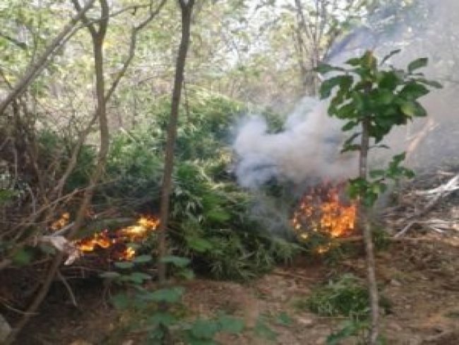 Polcia Militar encontra plantao de maconha irrigada com gua desviada da Compesa