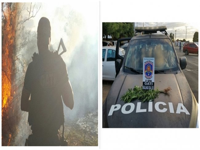 Policiais Militares do 5 BPM erradicam roa de maconha em Petrolina, no Serto de PE